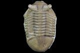 Asaphus Punctatus Trilobite - Russia #78538-4